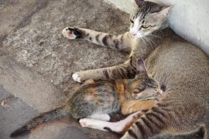 BANGKOK – Tha Tien