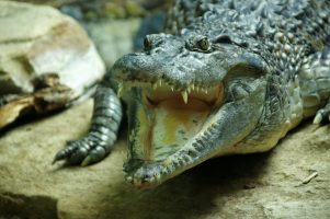 LONDON – LondonZOO (02)