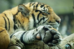 LONDON – LondonZOO (01)