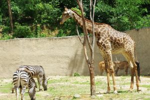 CHIANGMAI – Chiang Mai Zoo (01)