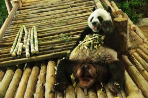 CHIANGMAI – Chiang Mai Zoo (02)